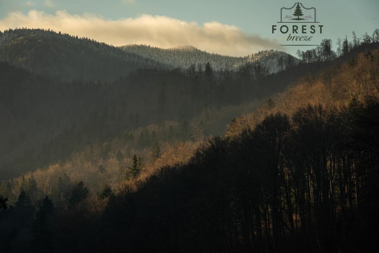 Forest Breeze Apartterrace Braşov Dış mekan fotoğraf